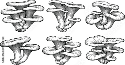 Vintage Hand Drawn Oyster Mushroom Illustration Set Featuring Detailed Edible Fungi Bunches in a Classic Black and White Engraving Style for Culinary and Botanical Design