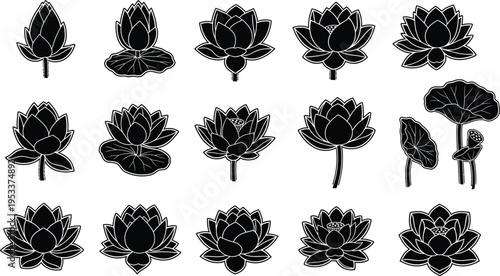 Black lotus flowers on white background floral