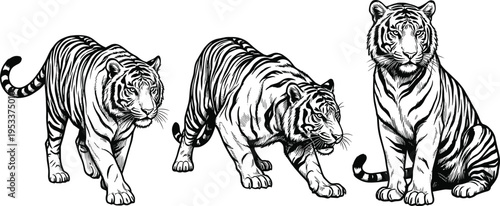 Photos Vintage hand drawn vector illustration set of majestic tigers in various natural