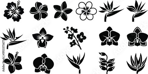 Black silhouettes of various tropical flowers and leaves white