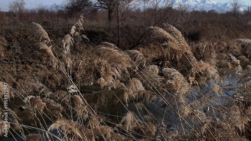 A light breeze sways the dried autumn reed grass, against the backdrop of a mountain and a river.