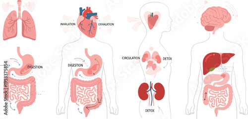 Human body systems vector illustration with organs digestion circulation detox brain lungs heart medical infographic set