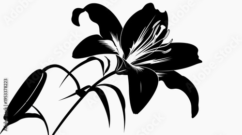 Black lily flower illustration against white background for graphic designs