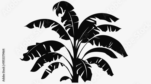 Black and white vector illustration of banana tree with large leaves