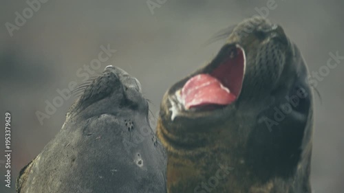 Ultra close-up slow motion shot of elephant seals roaring with wide open mouths face-to-face during intense dominance battle at Point Wild on Elephant Island beach