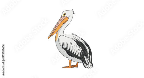 Large White Bird Pelican Standing Alone.