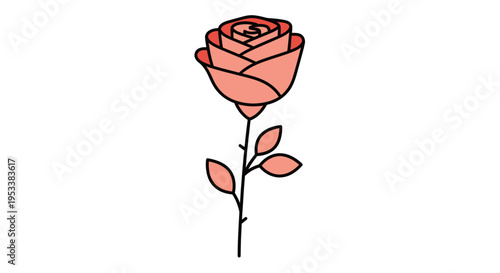 Pink Rose Flower Single Stem.
