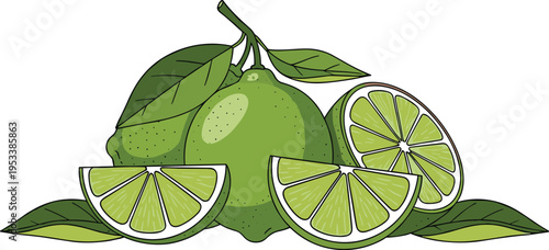 Fresh Lime Fruit Illustration with Whole and Sliced Citrus and Green Leaves Vector Design for Food Packaging Juice Branding and Healthy Nutrition Graphics