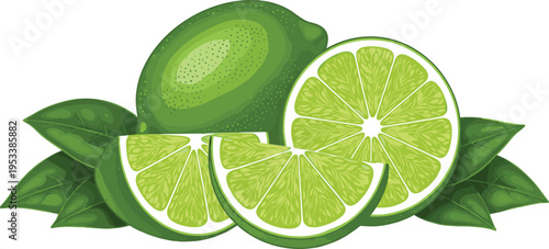 Fresh Lime Fruit Illustration with Slices and Green Leaves Citrus Vector Design for Food Packaging Juice Labels Healthy Nutrition and Tropical Graphics