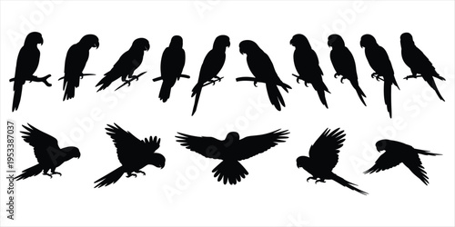 Collection of Parrot Silhouettes in Different Poses on White Background bird avian