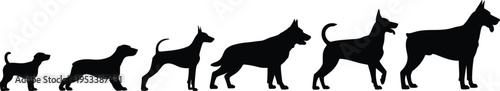 Dog growth stages silhouettes from puppy to adult, canine development timeline, pet life cycle concept, isolated on white background illustration