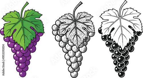 Set of grape bunch illustrations featuring a colorful purple version, a vintage woodcut style engraving, and a solid black silhouette with vine leaf for winery logos.