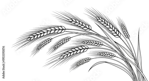 A black and white illustration of wheat.