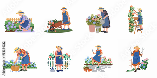 Set of Flat Vector Illustrations Featuring a Senior Woman Gardening, Including Watering, Pruning, and Harvesting Beautiful Hydrangea Flowers