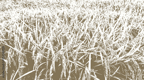 13-53. Rice ripened paddy texture vector image - illustration.