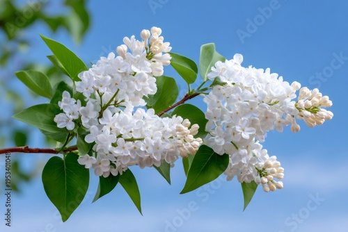 White lilac flowers blooming on branch against blue sky