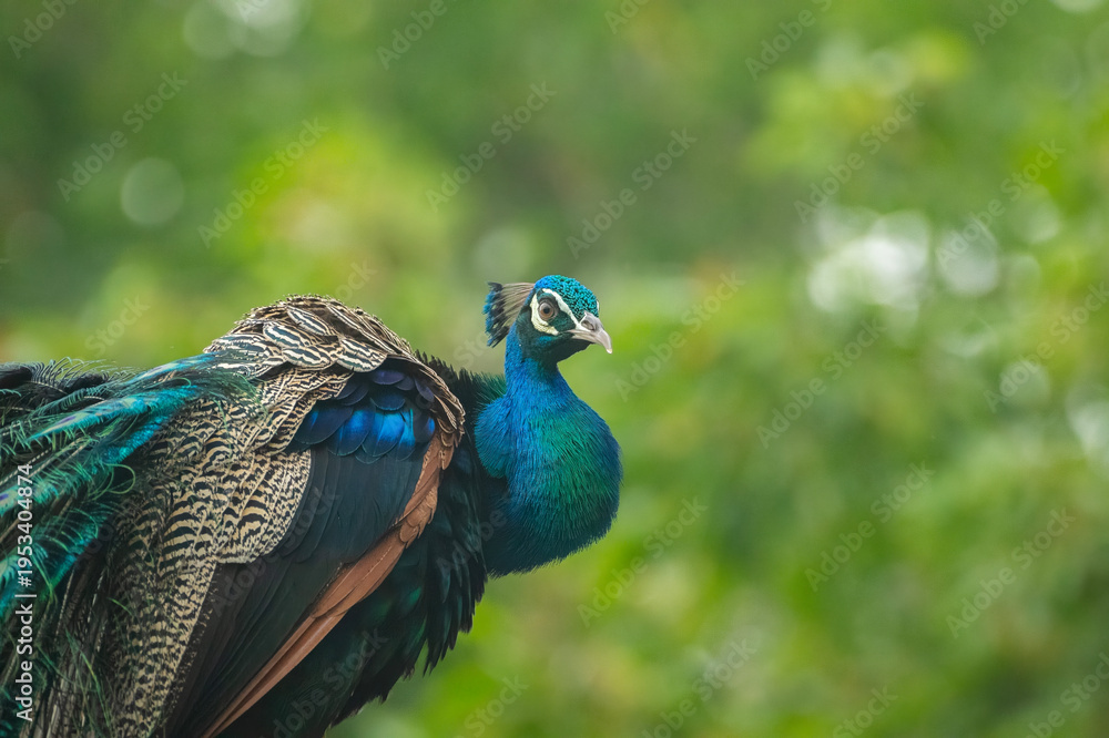 Fototapeta premium Indian Peacock, Indian peafowl, also known as the common peafowl, or blue peafowl