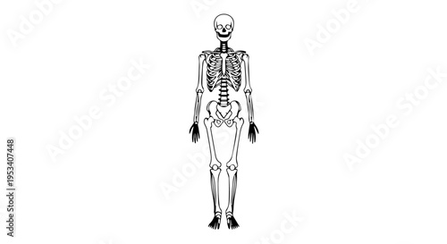 Full human skeleton diagram showing bones and joints for anatomy study.
