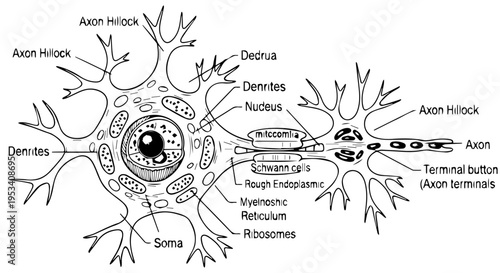 Detailed diagram of a neuron highlighting soma, dendrites, axon, synapse, and other cellular components.