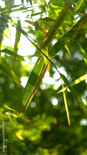 Lush green bamboo leaves glow brightly under the warm sunlight in a serene