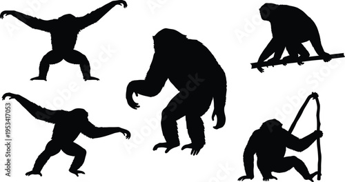 Siamang gibbon silhouette collection. Long arm ape swinging, sitting and walking poses. Tropical rainforest primate wildlife vector illustration set.