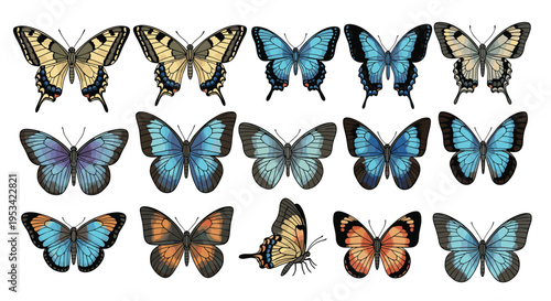 Beautiful nature collection featuring fifteen different butterfly species with varied wing patterns and vibrant colors in a set.