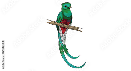 Resplendent quetzal bird with long green tail feathers perched on a wooden branch in a detailed nature illustration.