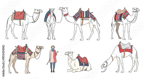 Set of dromedary camels in various poses with decorative saddles accompanied by a person in traditional desert clothing on a white background.