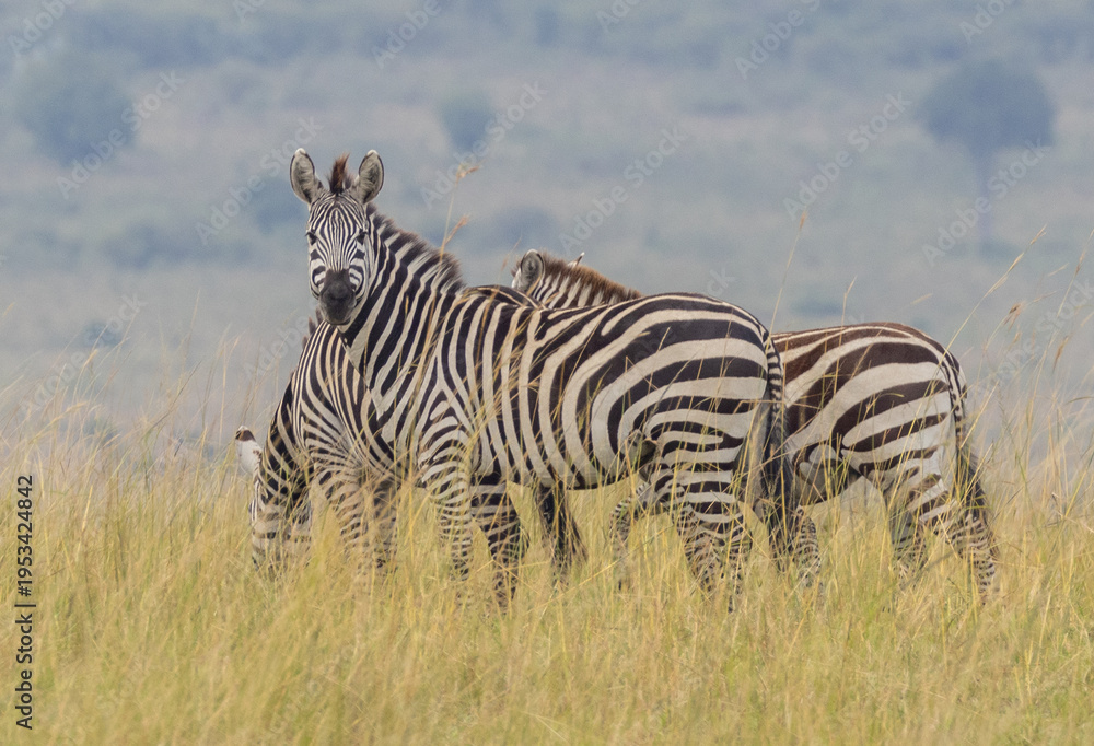Obraz premium Herd of Plains Zebra in Masai Mara National Park in East Africa Kenya KEN