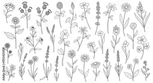 Extensive set of wildflower sketches includes various species of meadow plants and blossoms in a clean line art style.