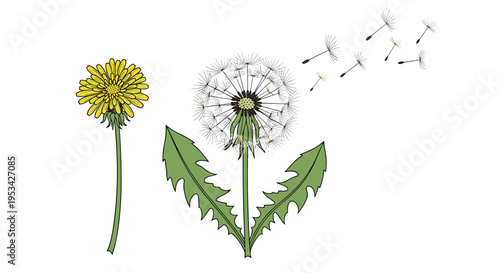 Beautiful yellow dandelion flower and a white seed head with delicate seeds being carried away by a gentle breeze.