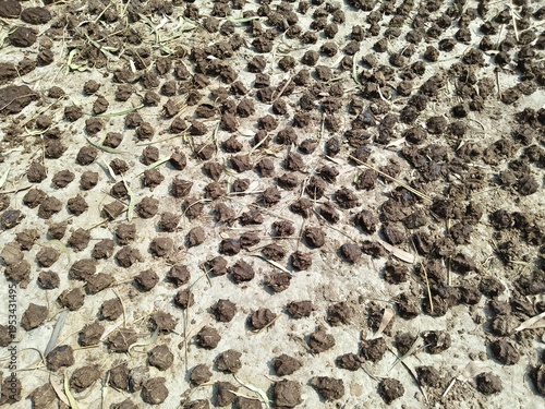 Cow Dung Patties Drying in the Sun for Fuel