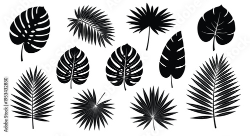 Collection of various tropical leaf silhouettes including monstera and palm fronds in black on a clean white background for design.