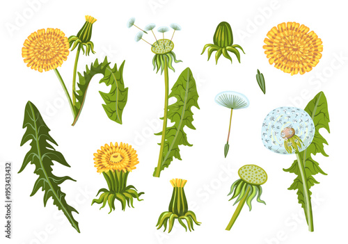 Cartoon dandelions. Fluffy yellow flowers, summer or spring meadow plants, different parts, leaves, stems, buds, blowballs, natural flora decorative elements splendid vector isolated set