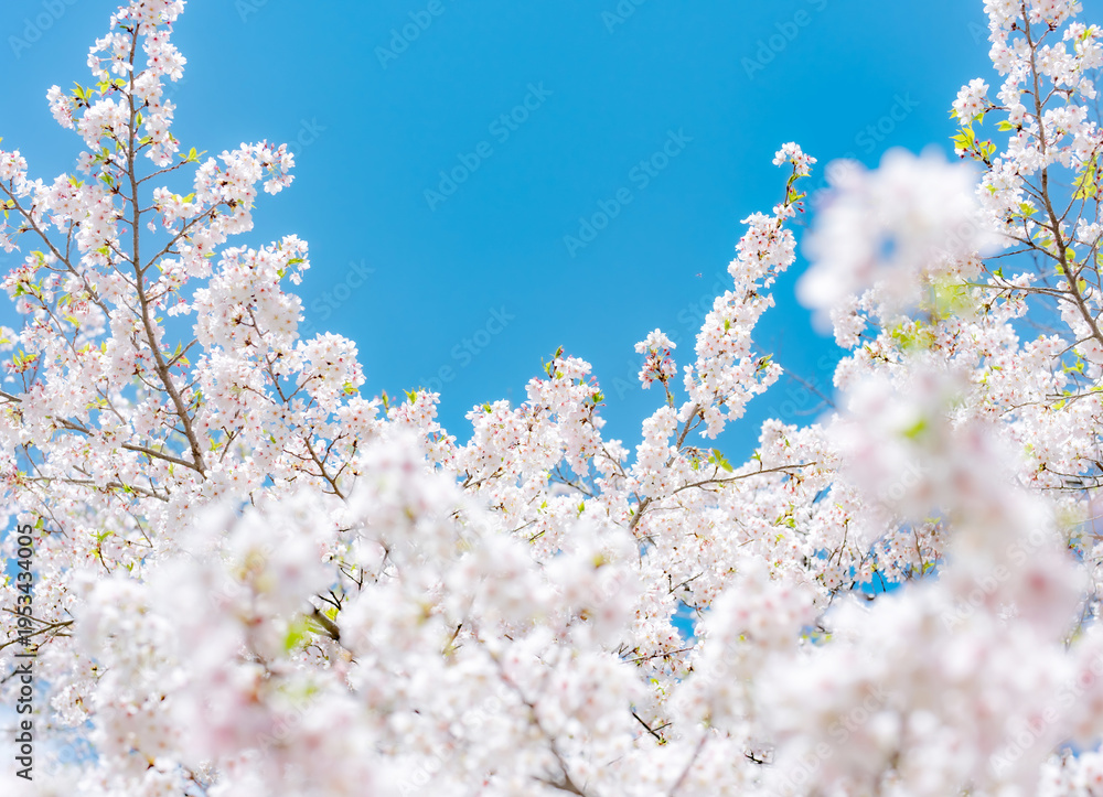 Naklejka premium 桜