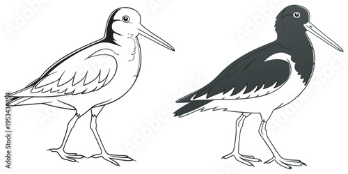 Two shorebird illustrations with long beaks and thin legs eps 10