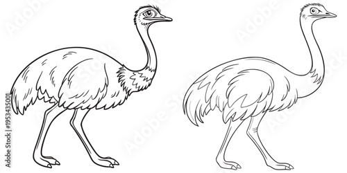 Pair of ostrich drawings showing long necks and flightless eps 10