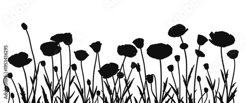 Tableau sur toile Wild poppy meadow silhouette horizontal floral border with grass isolated on transparent background, elegant natural scene ideal for spring landscape decoration and vector illustration use