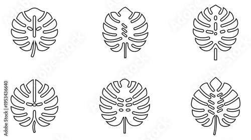 Monstera leaf line icon vector, tropical foliage leaf shape, botanical monstera leaves vector outline icon illustration