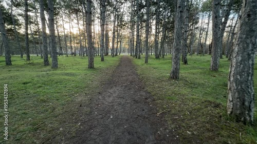 Wallpaper Mural A long dirt trail stretches forward through a grove of tall pine trees. The soft morning light and green grass create a calm, refreshing feeling for anyone walking through this quiet park. Torontodigital.ca