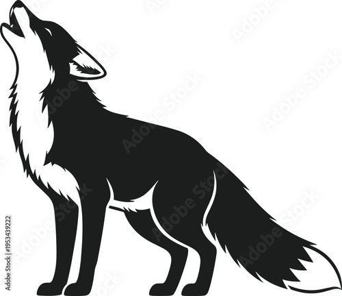 Black fox silhouette howling with white fur accents on chest and tail animal wild