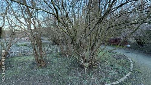 Wallpaper Mural Dense, leafless bushes stand beside a curving gravel walkway in the quiet park. This winter morning scene feels calm and slightly lonely as the frost settles on the sleeping garden plants. Torontodigital.ca