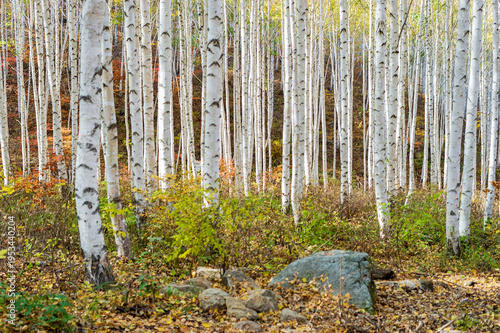 Quadro em tela Birch forest with white bark trunks in autumn sunlight for environmental conserv