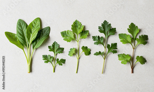 Fresh green herbs arranged on light stone surface  Generative AI
