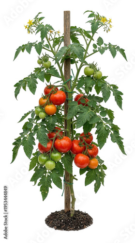 Better Boy tomato plant with ripe and ripening fruit isolated on transparent background