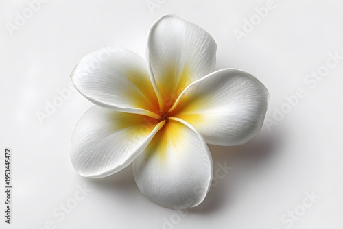 Single White Frangipani Flower Isolated on White Background, Tropical Floral Spa Wellness Concept, Clean Minimal Studio Close Up Photography