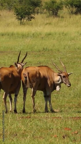 Common Eland Antelope Herd on Sunlit Savanna