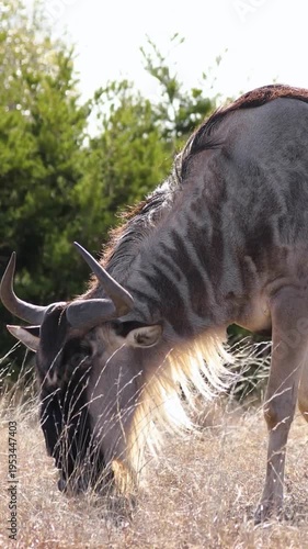 Blue Wildebeest Grazing in Sunlit Savanna