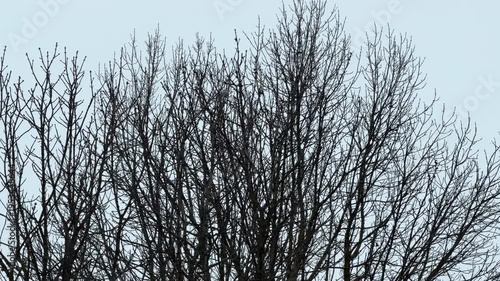 Wallpaper Mural Dense, leafless tree branches reach toward a pale, overcast sky. The intricate network of twigs sways as light snow falls through the cold winter air. wintry atmosphere fills the outdoor landscape. Torontodigital.ca