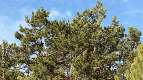 Wallpaper Mural Lush green pine branches move with the wind under a clear sky with soft clouds. The needles and cones are visible as the trees fill the frame in a natural outdoor setting. Torontodigital.ca
